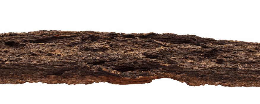 Bark texture of brown tree on isolated background. Design element png