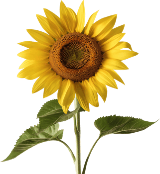 Common sunflower isolated - Yellow sunflower illustration on a transparent background png