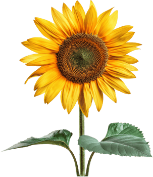 Common sunflower isolated - Yellow sunflower illustration on a transparent background png