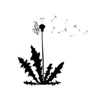 Dandelion plant spreading seeds in wind. Dandelion silhouette flat illustration isolated on white background. vector