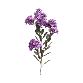 Limonium sinuatum flower on Transparent Background png