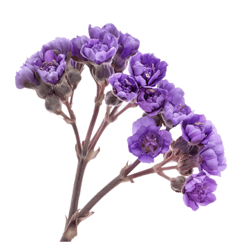 Limonium sinuatum flower on Transparent Background png