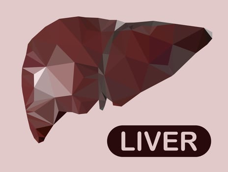 Human liver illustration with faceted low poly geometry effect. vector