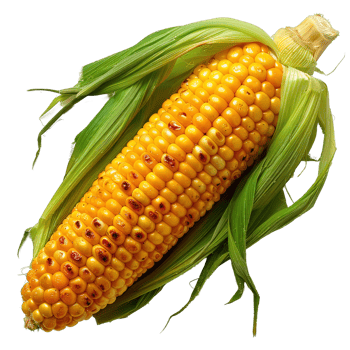 corn isolated on transparent background , png