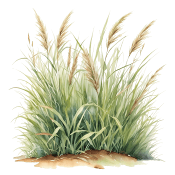 watercolor summer grass png