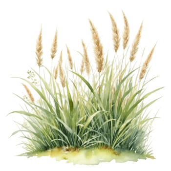 watercolor summer grass png