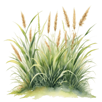 watercolor summer grass png