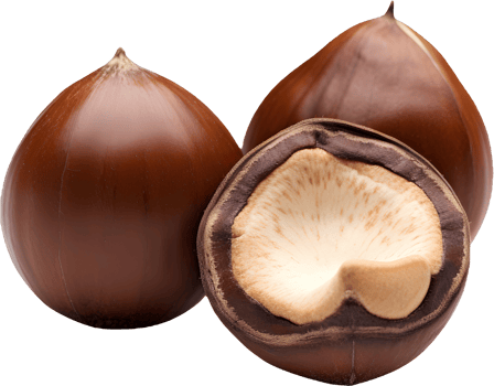 hazelnut on a transparent background png