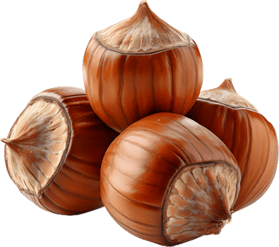 hazelnut on a transparent background png