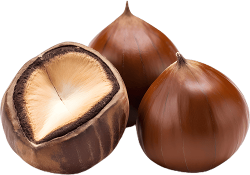 hazelnut on a transparent background png