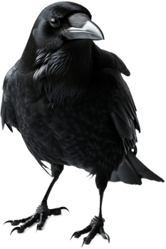 a black crow png