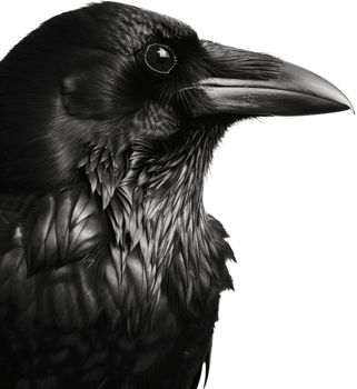 a black crow png