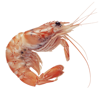Fresh shrimp in their shells are isolated on a transparency background png
