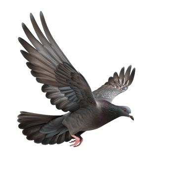 Flying Pigeon with Wings Spread on transparent background png