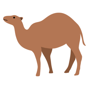 Cute Camel illustration png