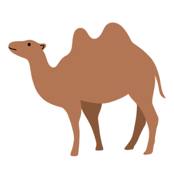 Cute camel illustration png