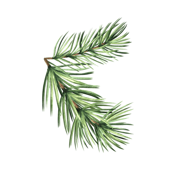 Spruce twig with green needles. Pine tree branch. Christmas traditional plants in vintage. Hand drawn watercolor illustration for winter holiday decoration. Isolated template for card, New Year, print png
