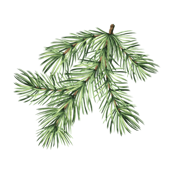 Spruce twig with green needles. Pine tree branch. Christmas traditional plants in vintage. Hand drawn watercolor illustration for winter holiday decoration. Isolated template for card, New Year, print png