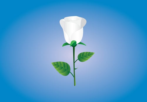 A white rose with green leaf on blue background vector