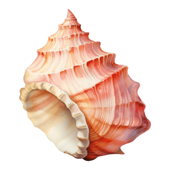 Conch Shell, Summer Illustration. Watercolor Style. png