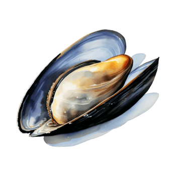 Mussel, Summer Illustration. Watercolor Style. png