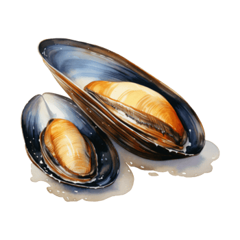 Mussel, Summer Illustration. Watercolor Style. png