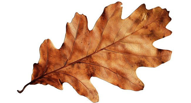 Brown Dry Oak Leaf, Transparent Background png