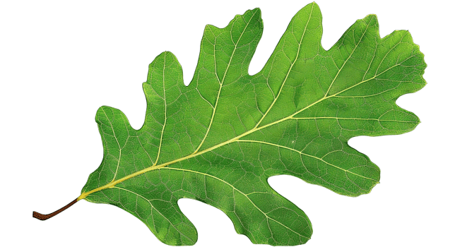 Green Oak Leaf, Transparent Background png
