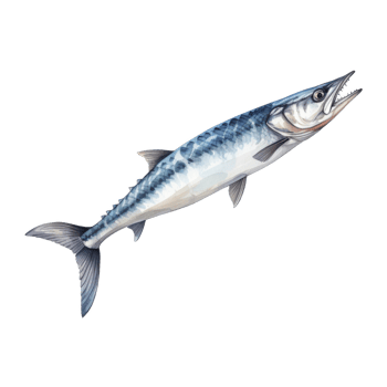 Barracuda, Animal Illustration. Watercolor Style png
