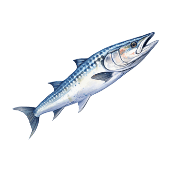 Barracuda, Animal Illustration. Watercolor Style png