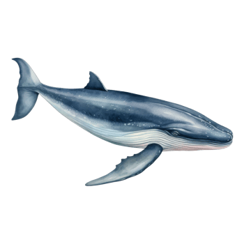 Blue Whale, Animal Illustration. Watercolor Style png