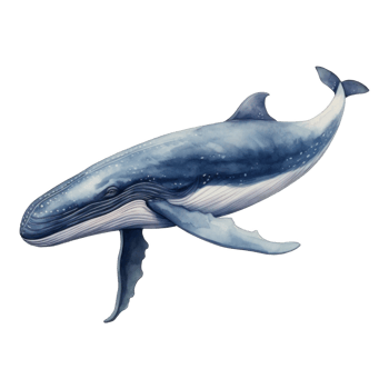 Blue Whale, Animal Illustration. Watercolor Style png