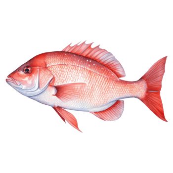 Red Snapper, Animal Illustration. Watercolor Style png