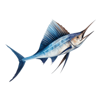 Sailfish, Animal Illustration. Watercolor Style png