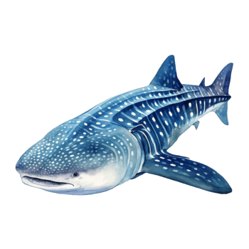 Whale Shark, Animal Illustration. Watercolor Style png