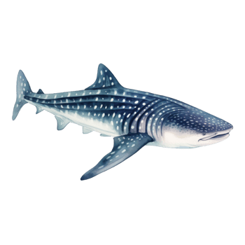 Whale Shark, Animal Illustration. Watercolor Style png