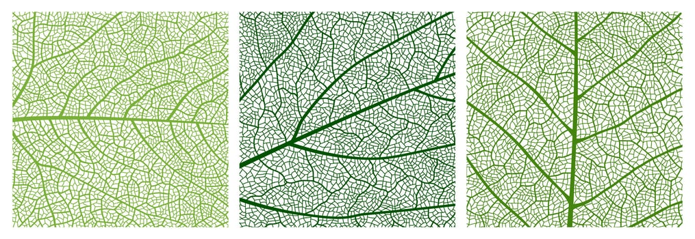 Close up green leaf texture pattern background vector