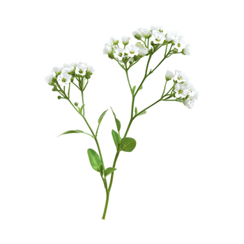 Common baby's-breath plant on Transparent Background png