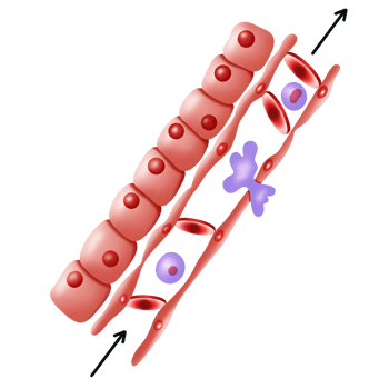 Red blood cell distrorted by plasma current , blood flow png