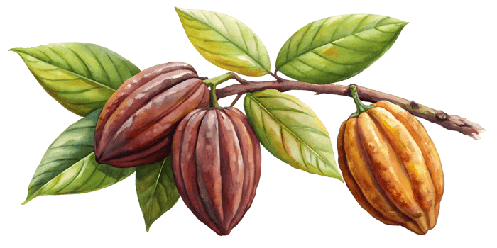 Branch with Cacao Pods - Isolated on Transparent Background png