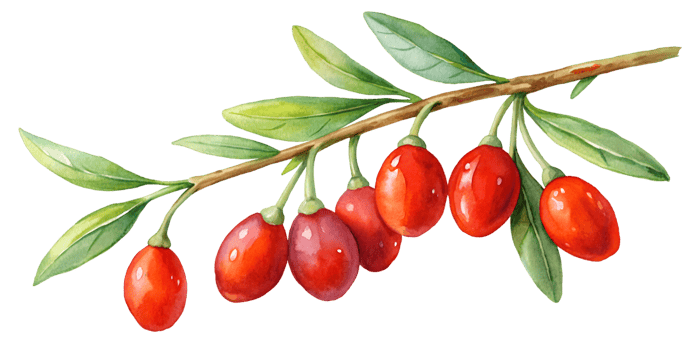 Branch with Goji Berries - Isolated on Transparent Background png