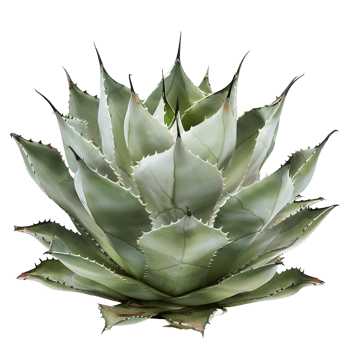 Agave Shawii x Attenuata Isolated on Clear Background png
