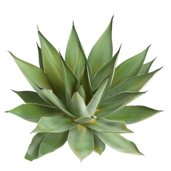 Agave Shawii x Attenuata Tree with Transparent Background png
