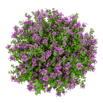 Thymus Serpyllum Bush Isolated on Transparent Background png