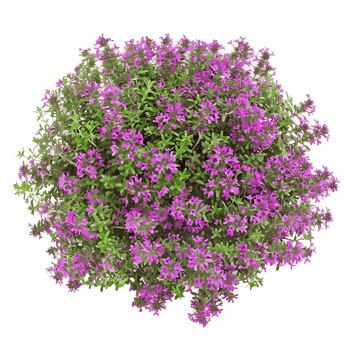 Thymus Serpyllum Bush on Clear Background png