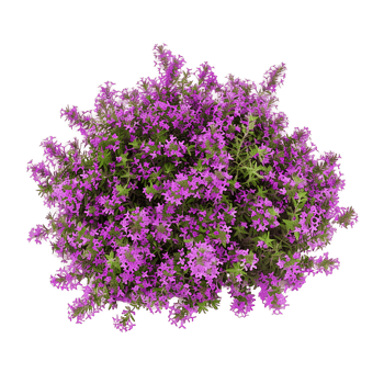 Thymus Serpyllum Bush Isolated on Transparent png