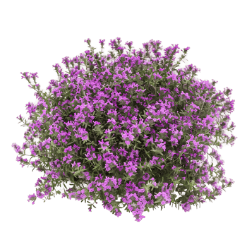 Thymus Serpyllum on Transparent Background Cutout png