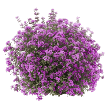 Thymus Serpyllum Bush Isolated on Transparent png