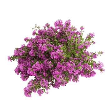 Thymus Serpyllum Bush on Transparent Background png