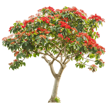 Isolated Saraca Asoca Tree on Transparent Background png